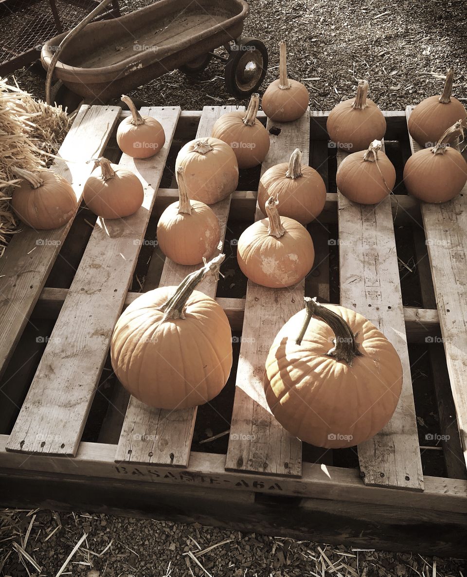 Vintage pumpkins with a little red wagon at the pumpkin patch in the USA, America 
