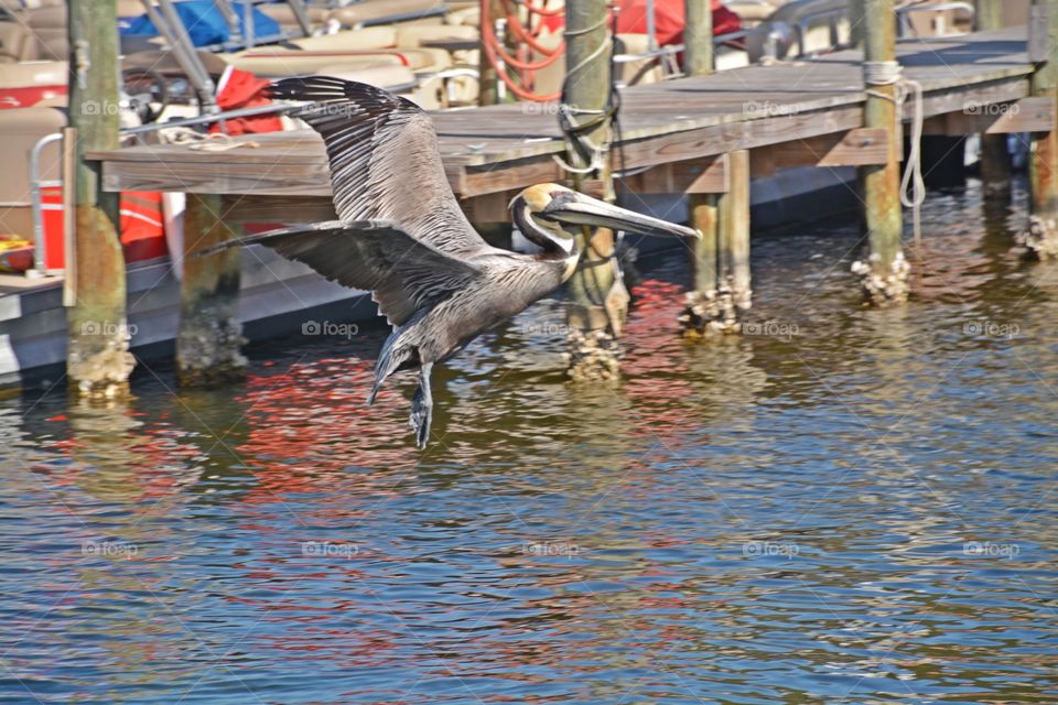 A Brown Pelican with an oversized bill, sinuous neck, and s big dark body glides above the surf of the Gulf of Mexico!