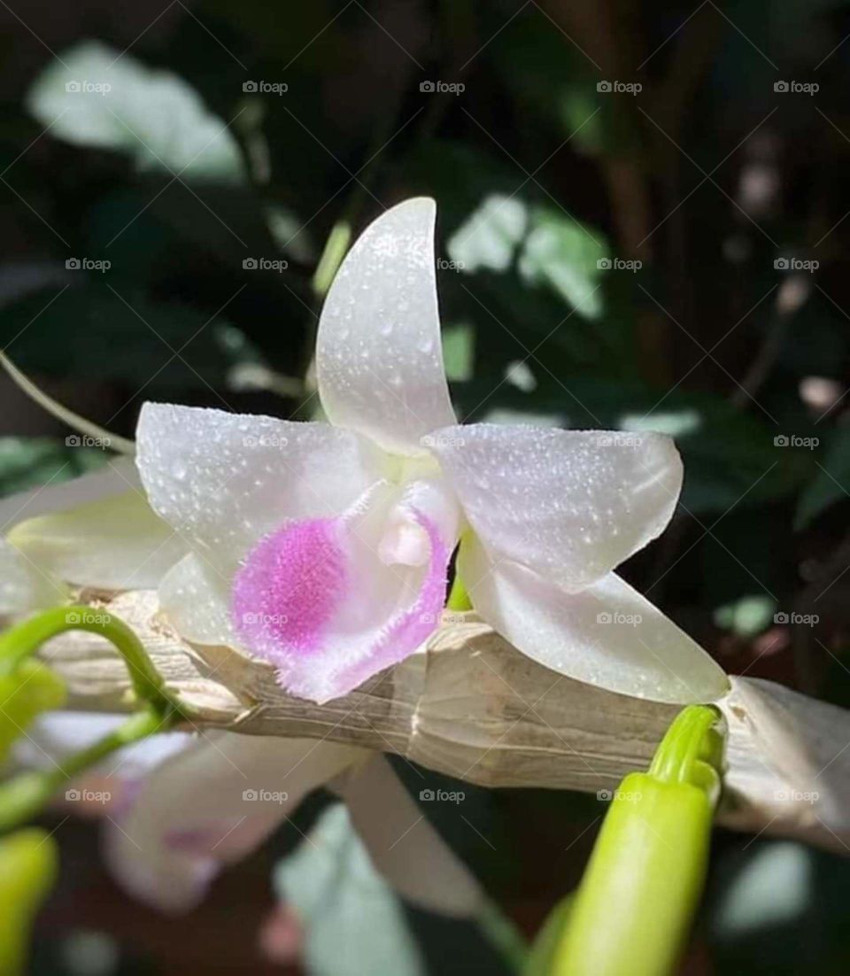 Lan rừng Tây nguyên