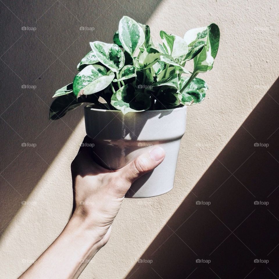 Plant in my hand with sunlight