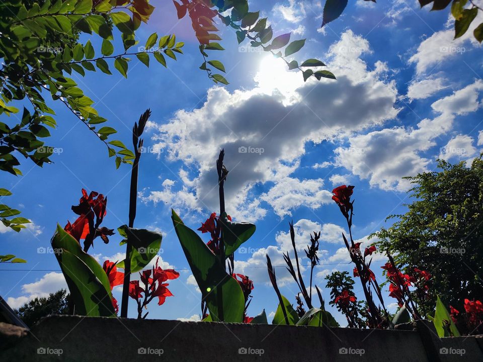 Tall red flowers, wall