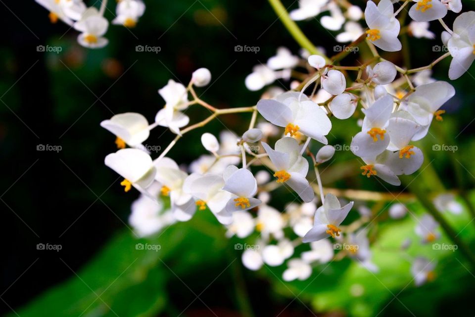 Delicate White Flower