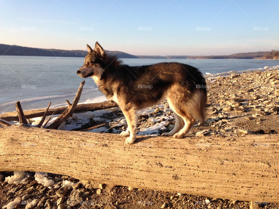 Wolf next to frozen lake. Wolf dog standing on fallen timber next to frozen over lake in the winter