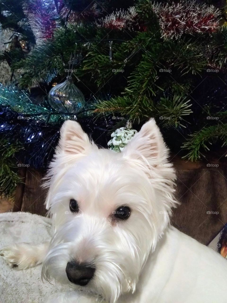 the dog and the Christmas tree
