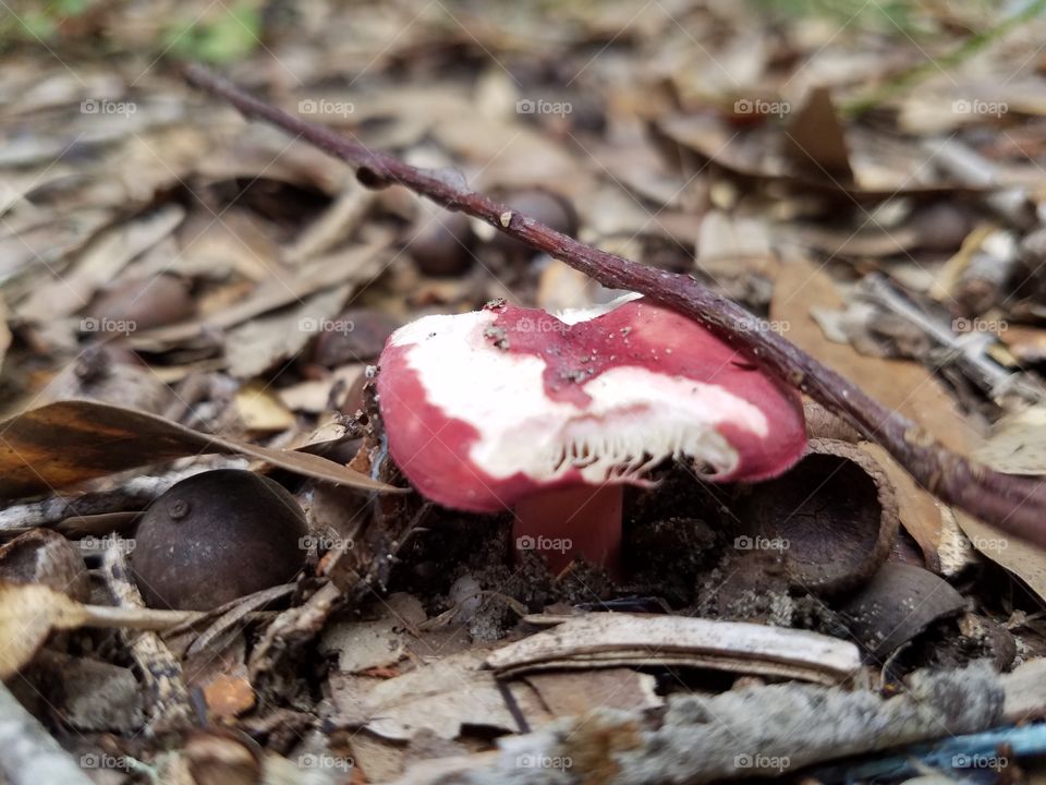 red  mushroom