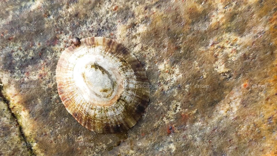 A small sea shell on a rock at the beach of Visakhapatnam.