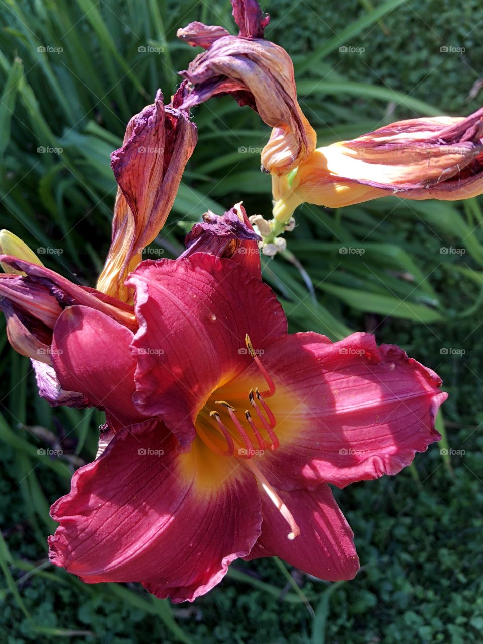 Day Lilly