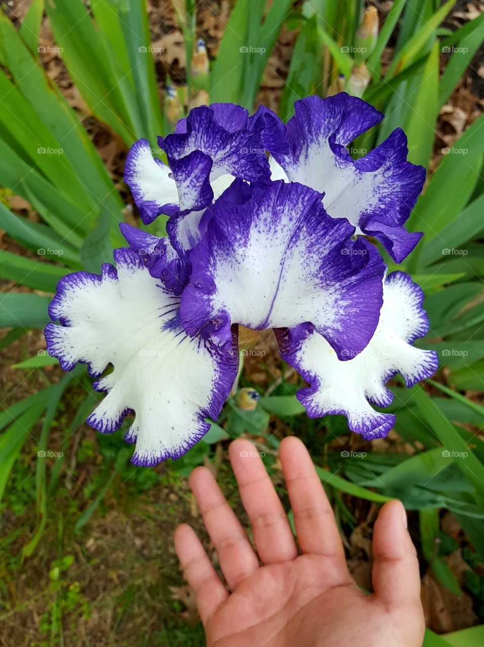 Bearded Iris blooming