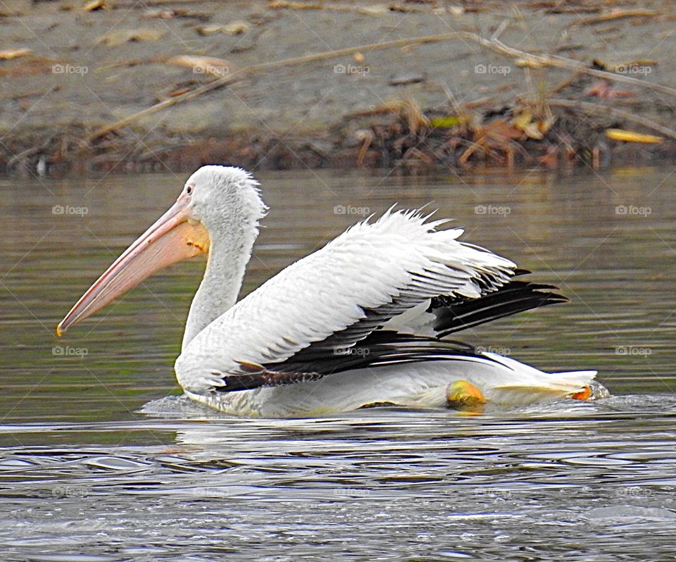White Pelican