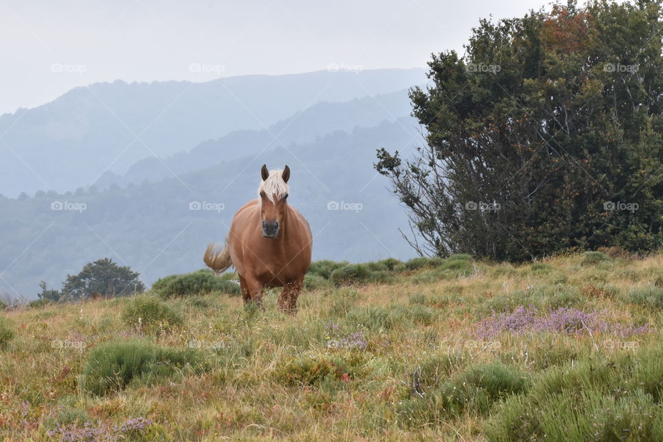 Free range horse with natural landscape 