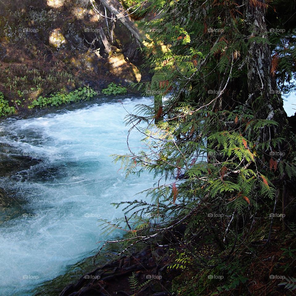 The beautiful McKenzie River in Western Oregon near its headwaters with whitewater and rapids flowing through a canyon covered in trees and greenery on a fall morning at sunrise.