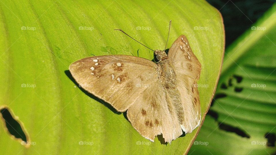 The winged nahokada butterfly