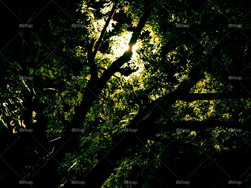 Emerald Night. light shining through green leaves