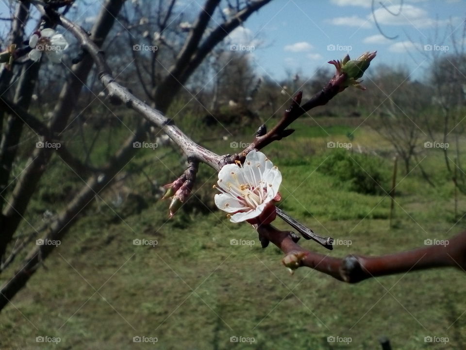 cherry blossoms