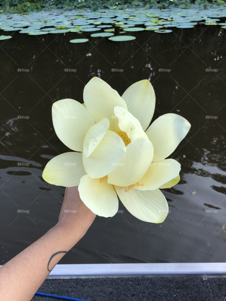 Mississippi lily 