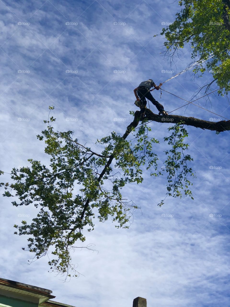 Tree climber logger cutter sky high