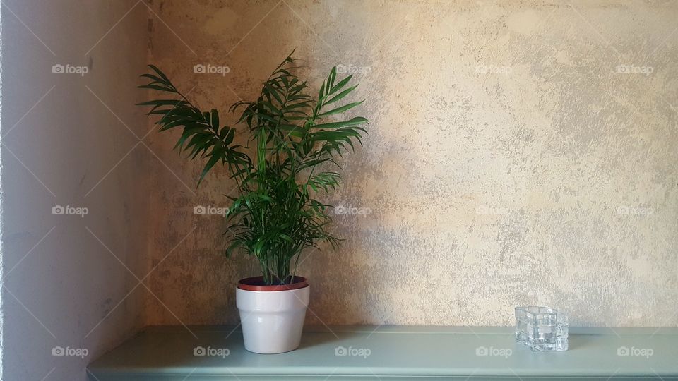A plant against a wall in a cafe