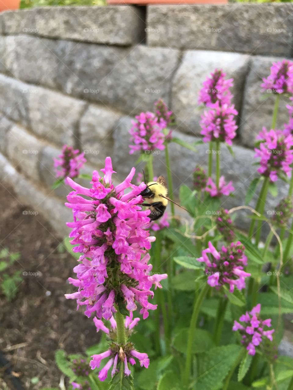 Bumblebee on flower