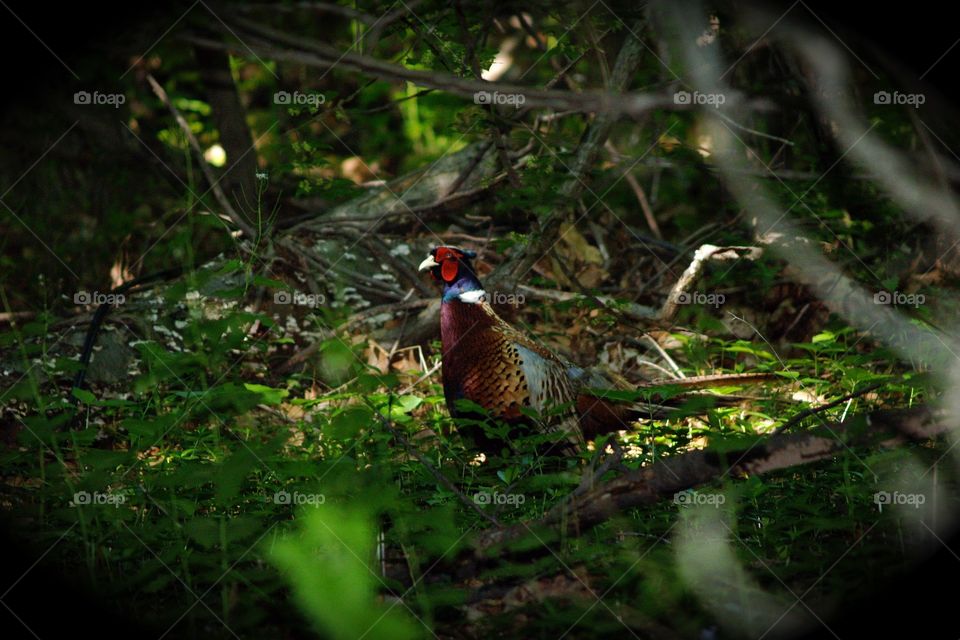 Pheasant in Succasunna Nj