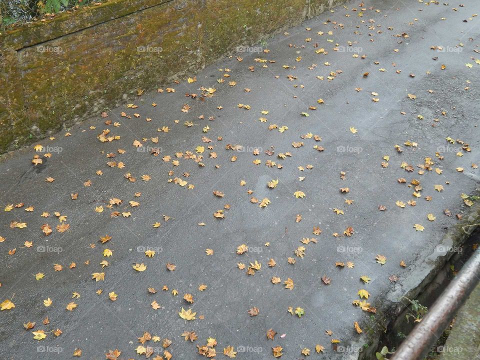Road full of beautiful leaf. After rain