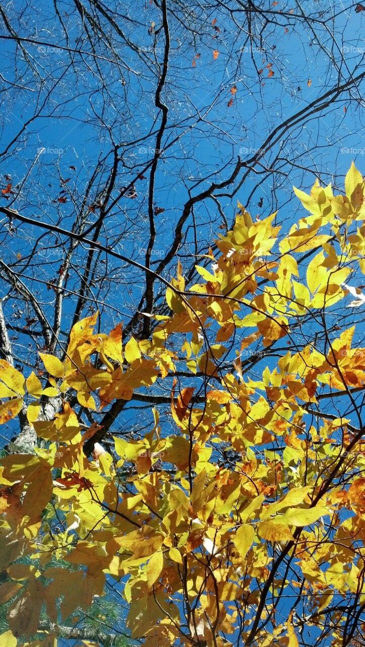 Fall yellow