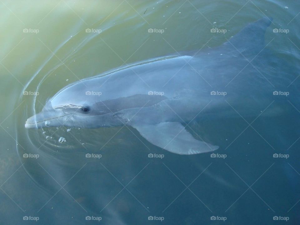 beautiful dolphin in its habitat enjoying the water of sea and very friendly.