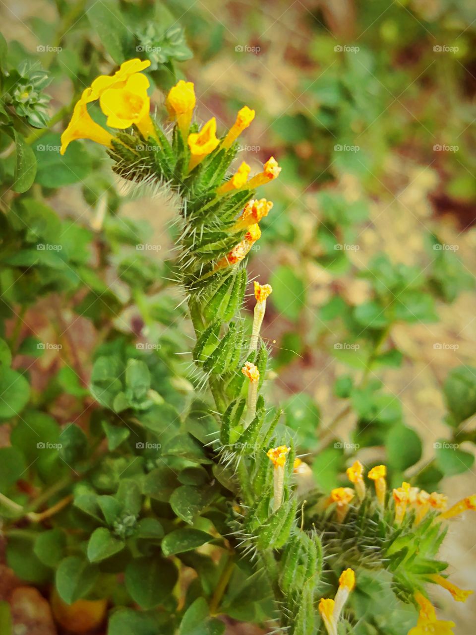 Wonderful Weird Winding Weed