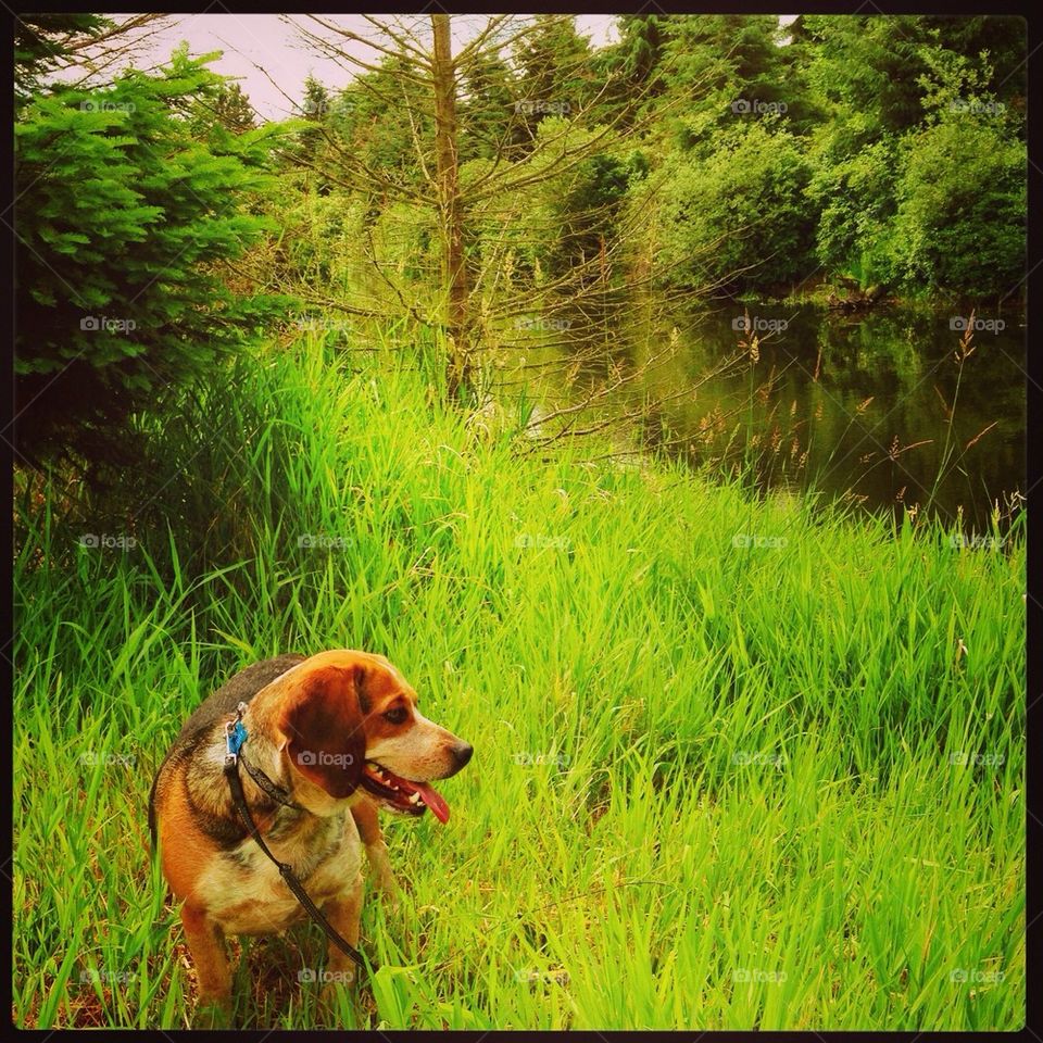 Beagle in the grass 