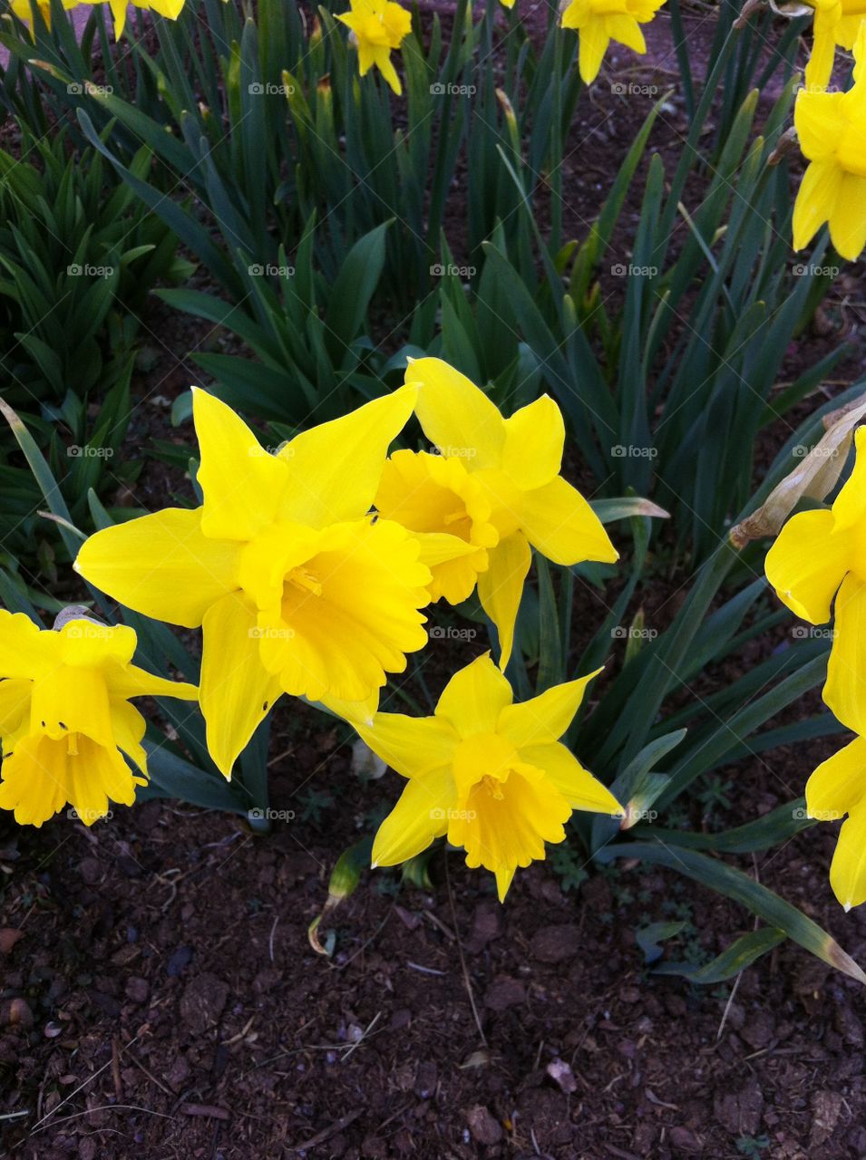 Daffodils