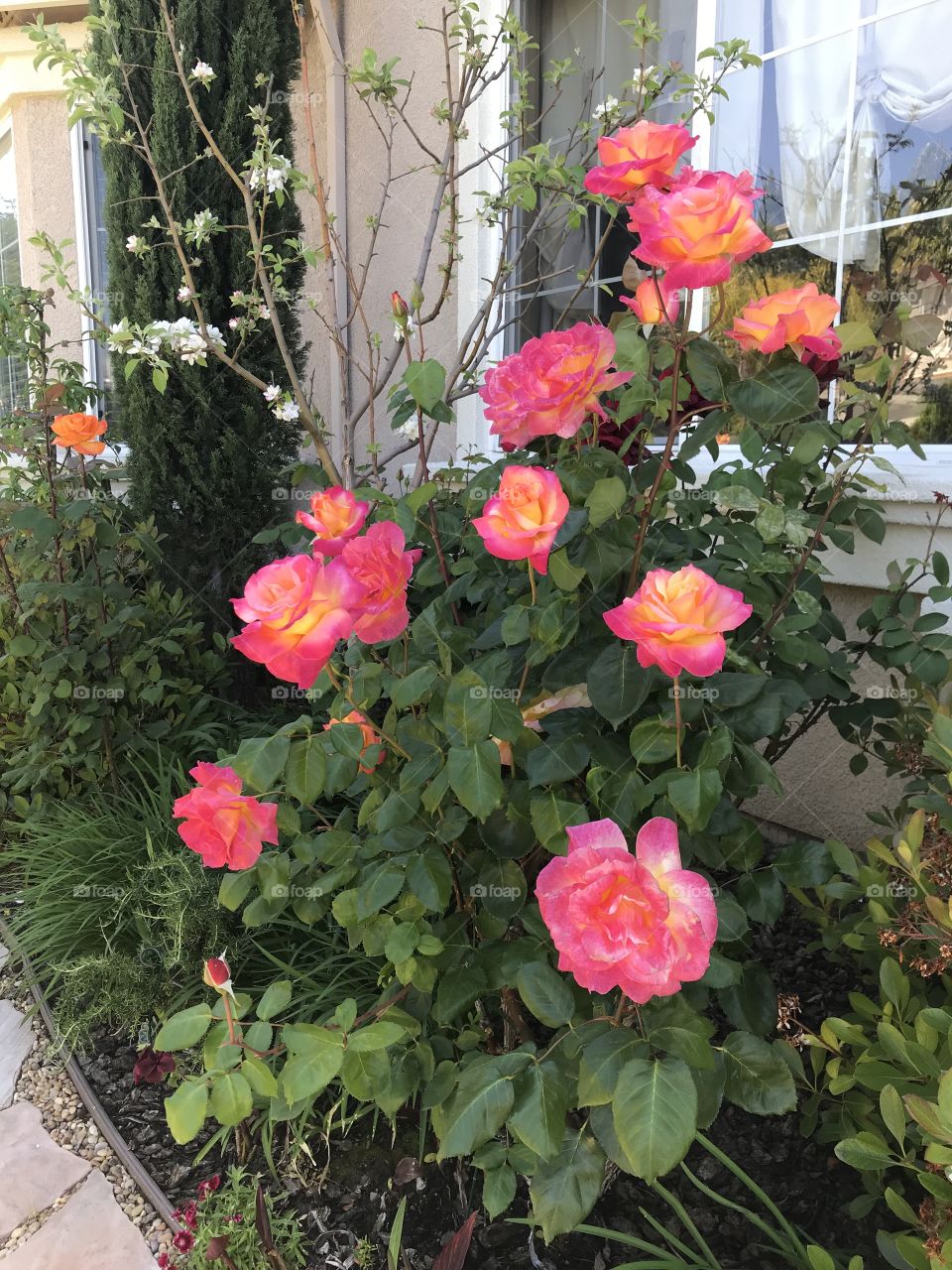 Bright colorful roses 