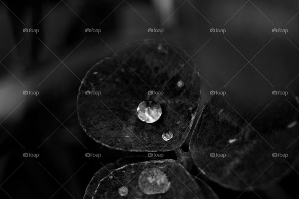 Drop of dew on a black clover in a field. Macro detail on the grass in the morning 