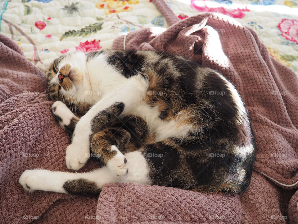 Adorable cat sleeping on fluffy robe on bed.