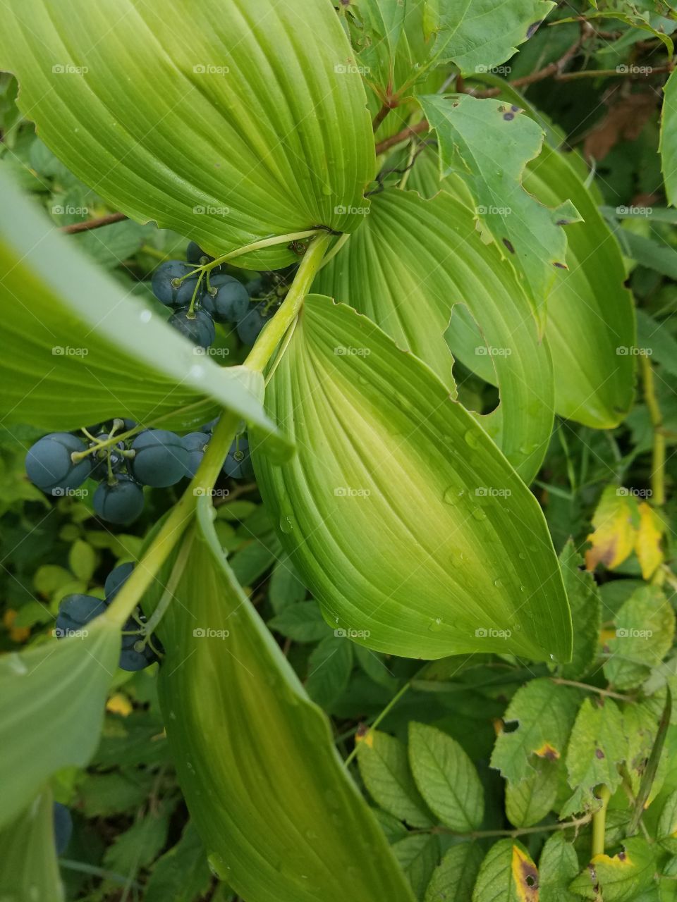 Leaves on the Trail