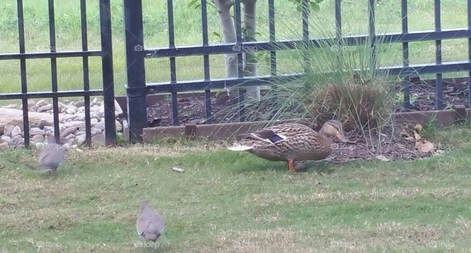 Evening Feeding Time