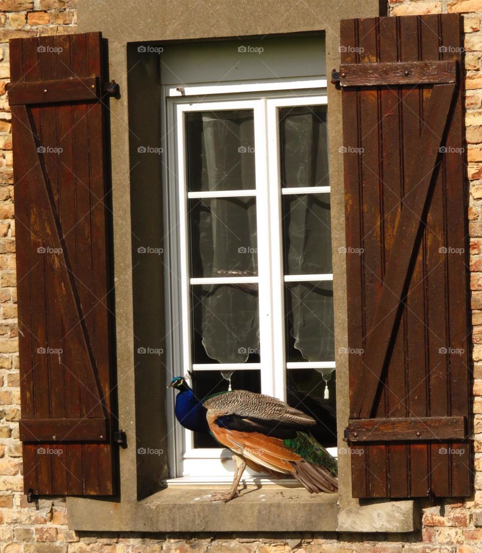 peacock in a window