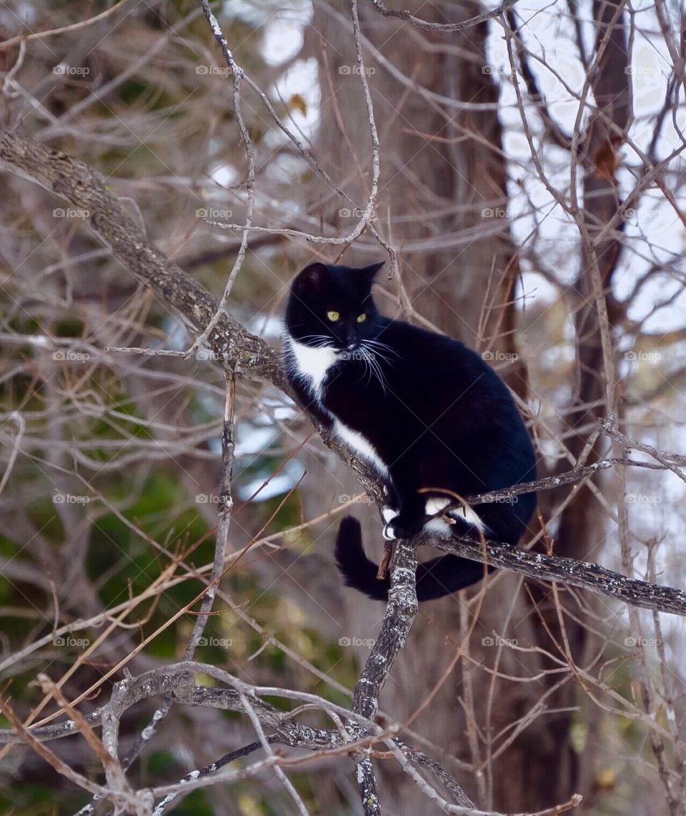A cat who thinks he’s a squirrel. He’s an excellent climber.