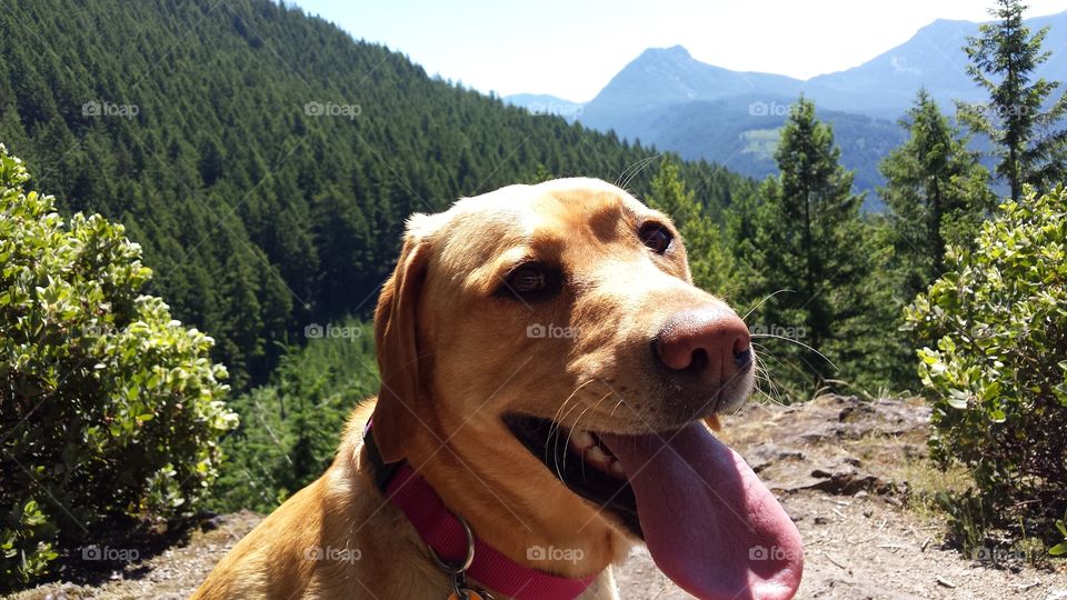 Smiling lab sticking out tongue