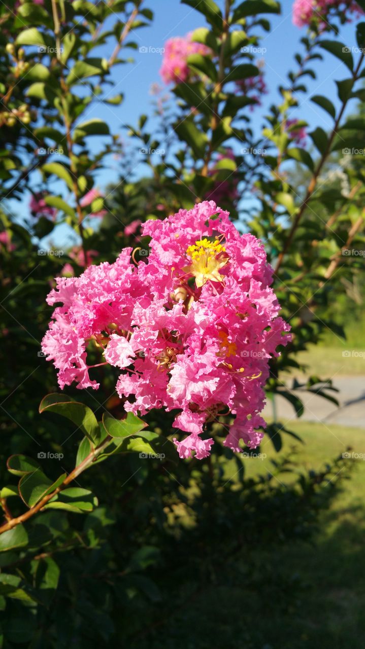 Beautiful pink and yellow flower