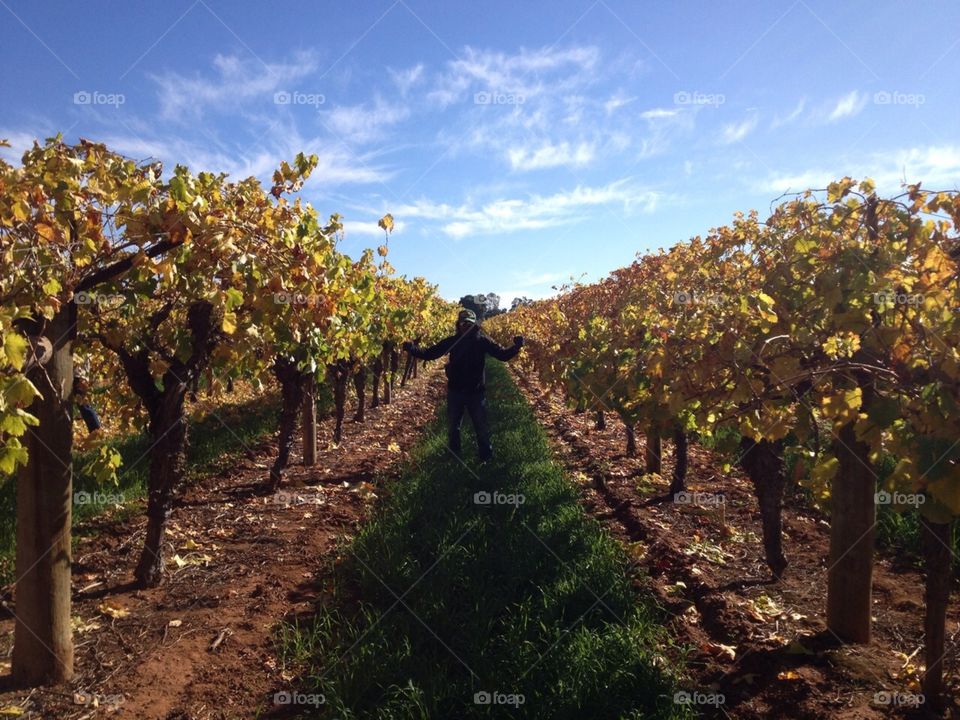 afternoon yellow tree . pulling time at the farm