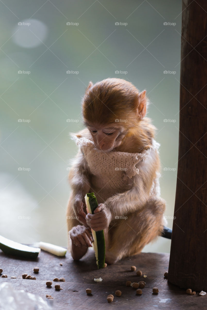 Monkey sitting near the river