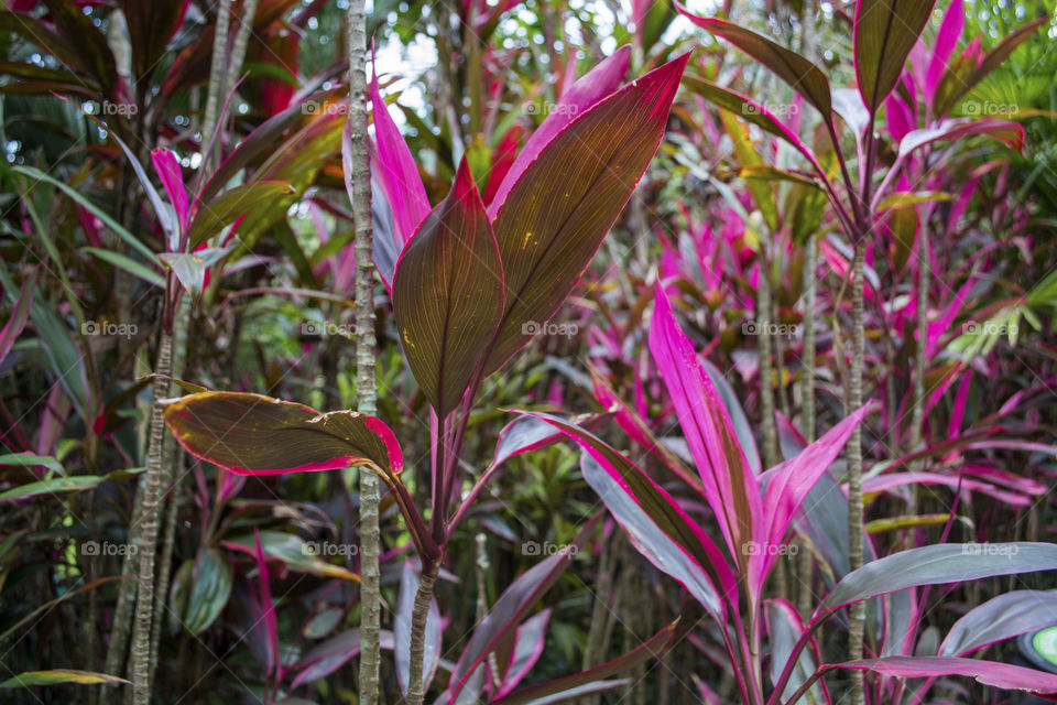 Pink forest