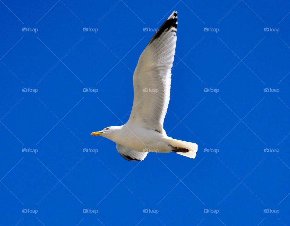 Seagulls, Bird, Wildlife, Flight, No Person