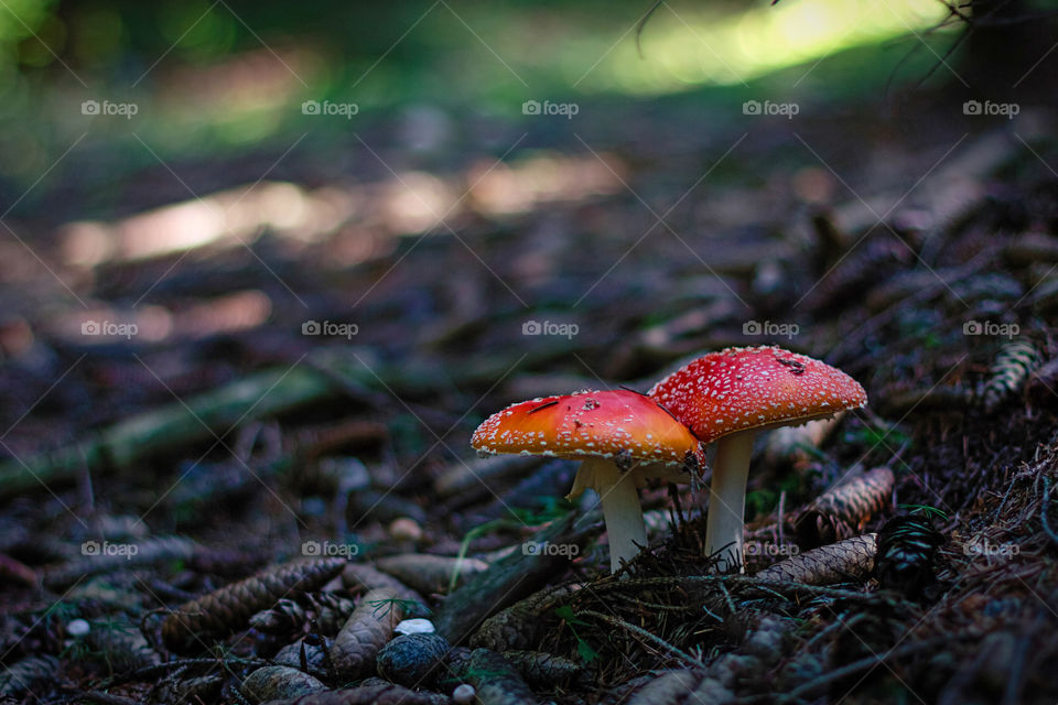 Amanita in forest