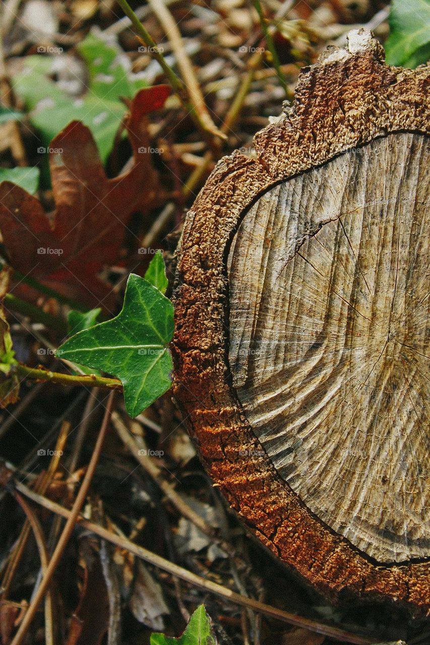 wood details