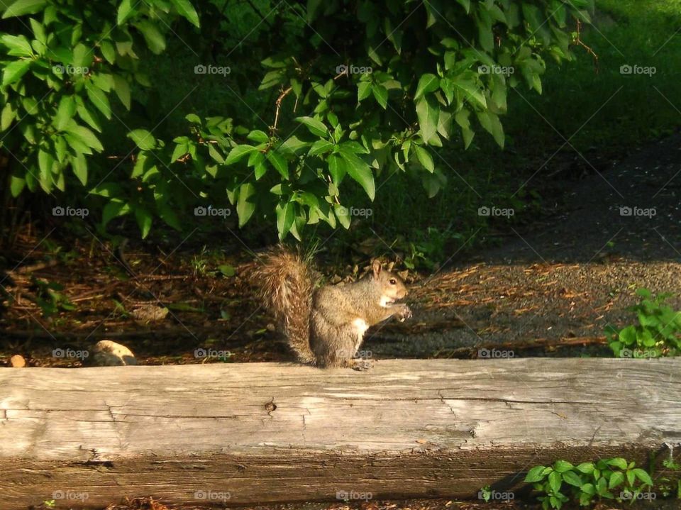 Hungary squirrel