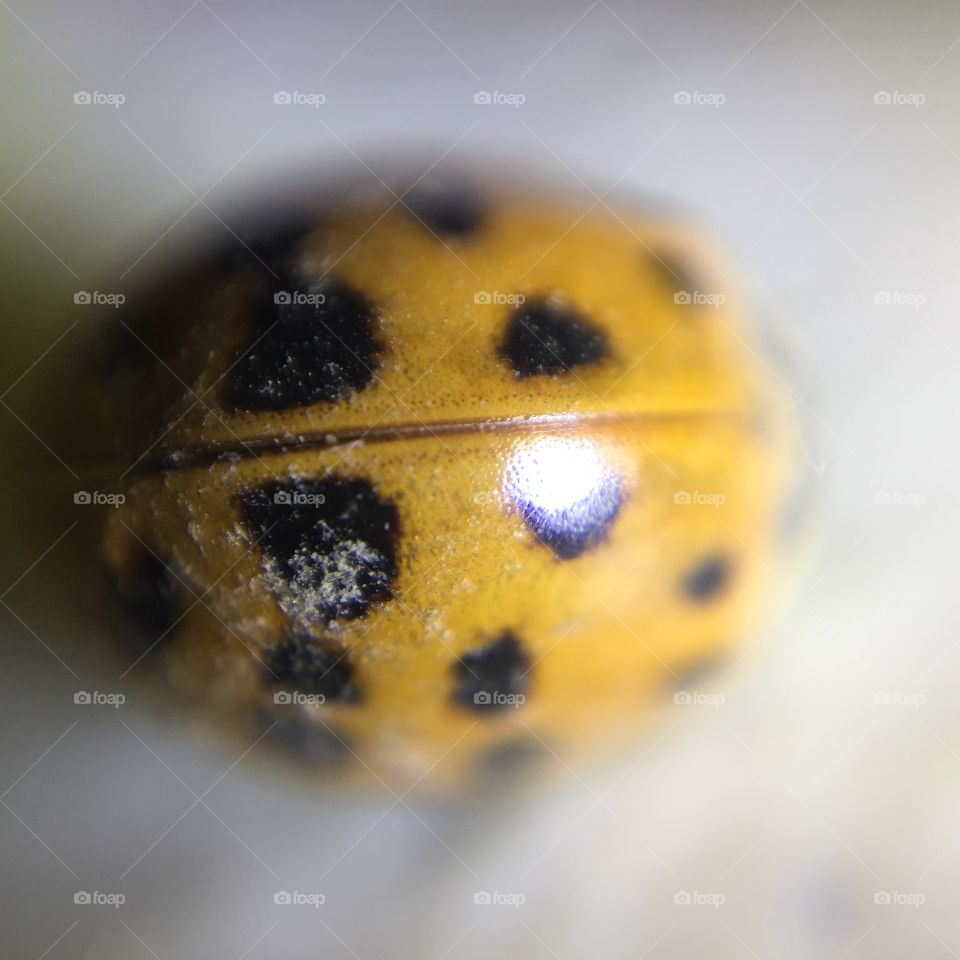 Macro ladybug shell