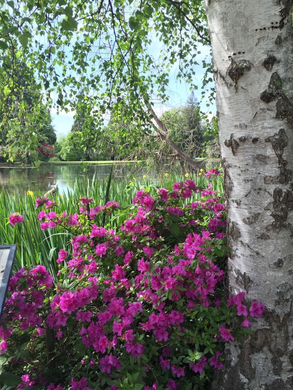 Crystal Spring Rhododendron Garden 