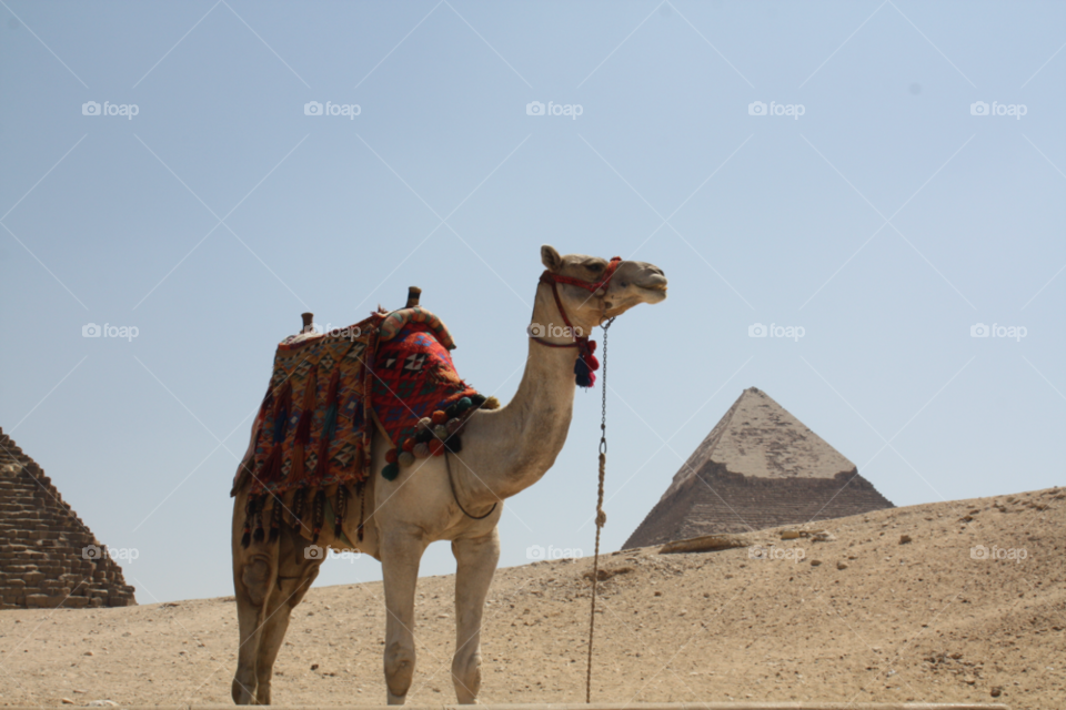 egypt camel pyramid cairo by izabela.cib