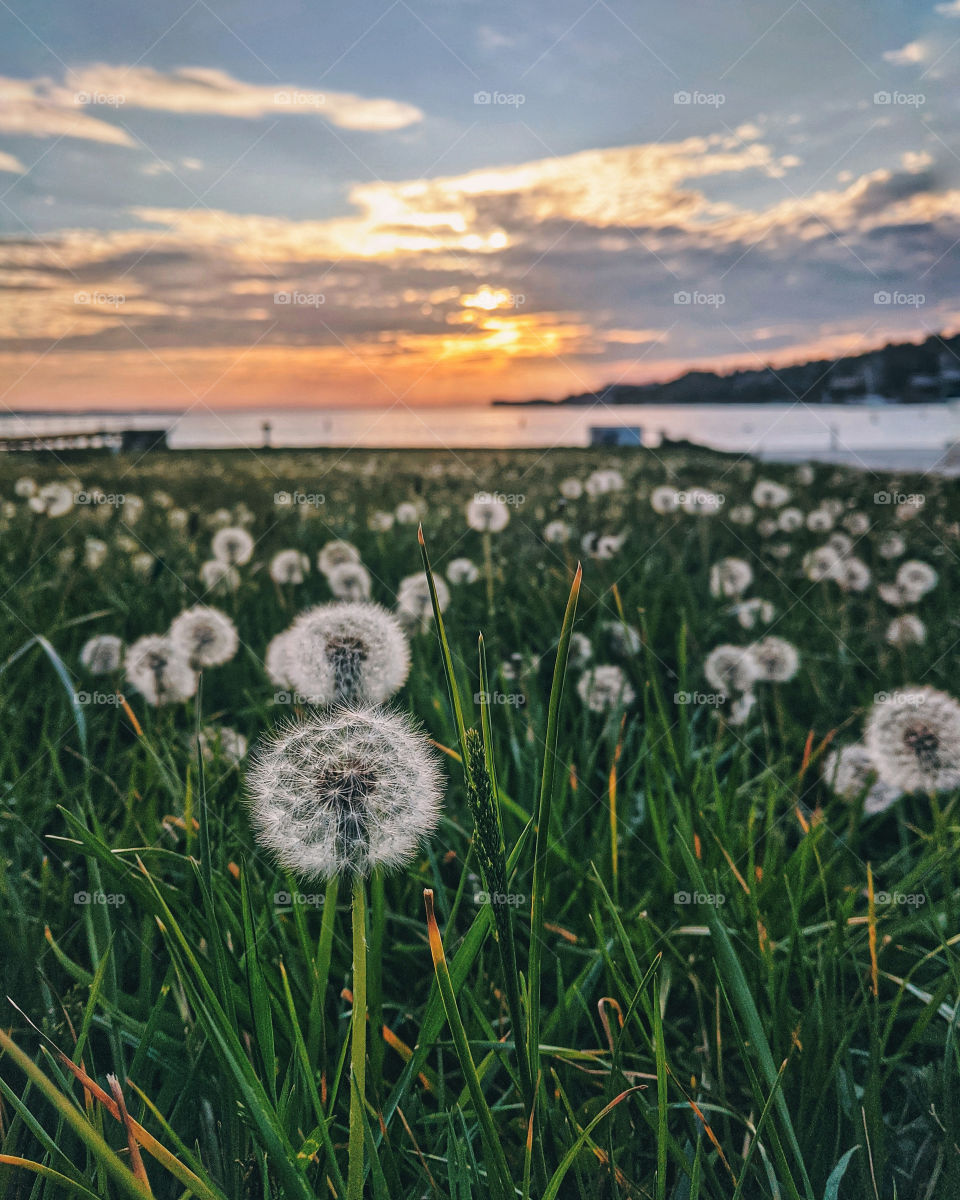 Dandelion field on the Adriatic coast against the background of a red sunset sky close-up.