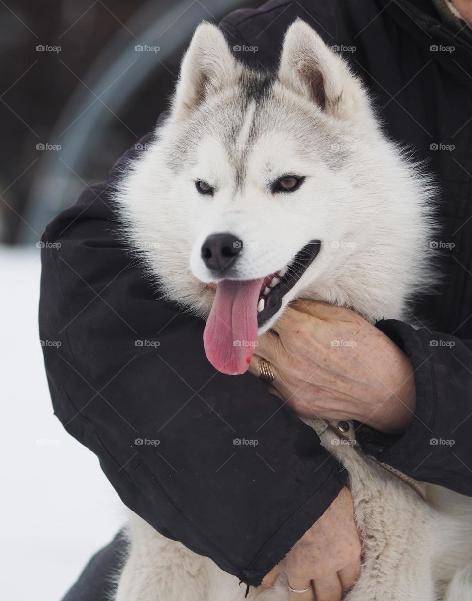 Adult woman with husky dog in winter day